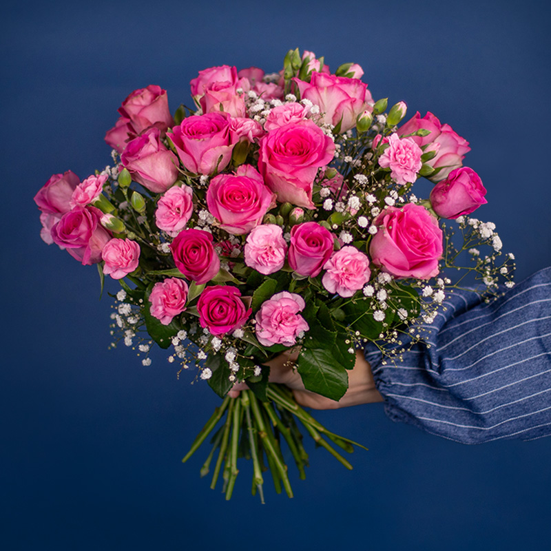 Rosa elegans