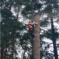 Arborist