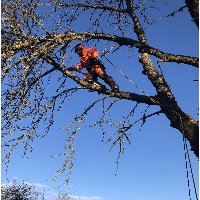 Arborist
