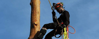 ArboristApan