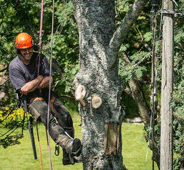 Arborist