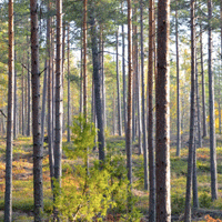 Värdering