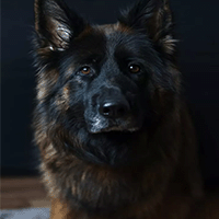 Tovutredning / Ullkamning