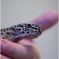 Leopardgecko