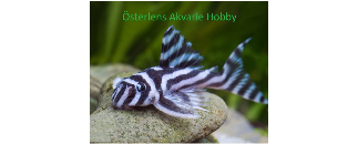 Österlens Akvarie Hobby