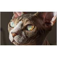 Sphynx katt