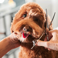 Hundklippning