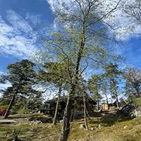 Tjänster