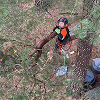 Arborist