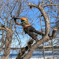 Beskärning av fruktträd