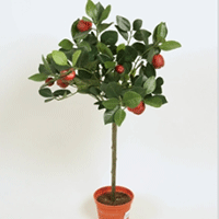 Träd och stora krukväxter