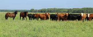 Närkeveterinärerna