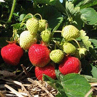 Ekologisk bärdoling