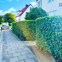 Häckklippning Vellinge