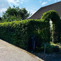 Häckklippning Malmö