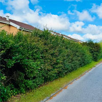 Häckklippning Trelleborg