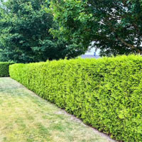 Häckklippning Landskrona