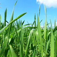 Växtodlingsrådgivning