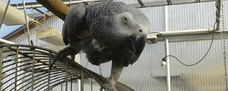 Skallåsens Handelsträdgård