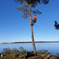 Trädfällning