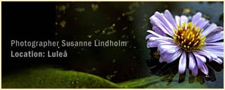 Fotograf Susanne Lindholm