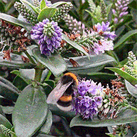 Trädgårdsplanering