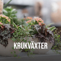 Krukväxter