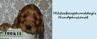 Hildesborgshunddagis